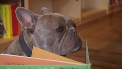 Dogs drum up big business News Clip