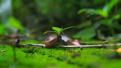 Walking of Snail Stock Footage