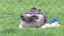Chimp Doing a Spot of Yoga at Monkey World, Dorset News Clip