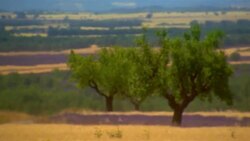 Fields of lavender and wheat grow on a farm in Provence, France. Stock Footage