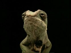 High Speed - CU low angle Chameleon catches locust on 2nd attempt, to camera, black background Stock Footage