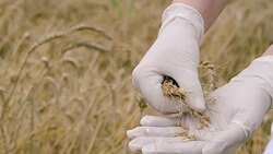 Agricultural expert inspecting quality of wheat before harvest Stock Footage