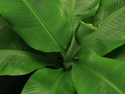Close Up static _ Banana leaves grow by unrolling from a central stalk Stock Footage