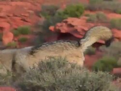 MS TS Gray Wolf (Canis lupus) Runs across the Mojave Desert. /Utah, USA Stock Footage