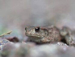 SLOW MOTION: Jumping Frog Stock Footage