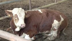 Gazans complain of high price of animals, Mali and France preparations Instructional Video