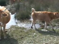 Small calf  among the herd Stock Footage