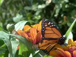 Monarch butterfly feeding on orange flower Stock Footage