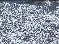 The massive fish die-off in a Southern California marina has turned out to be a boon for a Mojave Desert composting firm that is recycling the stinking haul for use as fertilizer. News Clip