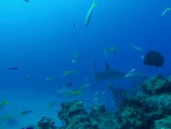 Caribbean reef sharks, Carcharhinus perezi, over reef, yellowtail snappers. Bahamas  Stock Footage