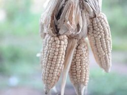 HD : Corn Stock Footage