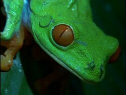 BCU Head of Red-eyed Tree Frog (Agalychnie callidryae), Costa Rica Stock Footage