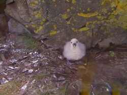 A ray of light beams above a spitting Northern Fulmar chick in Iceland. Stock Footage