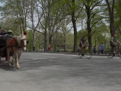 A horse and carriage travels through Central Park.  Bikers travel through the park.  Slow Motion Stock Footage