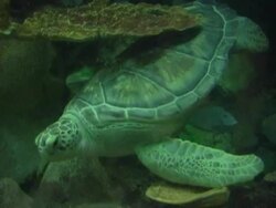 Loggerhead Turtle NTSC Stock Footage