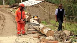 Lumberjacks saw a huge log into chunks. Stock Footage