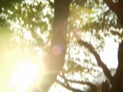 Golf Course /Tilt/Sun Stock Footage