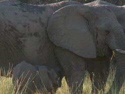 Desert Elephant (Loxodonta africana) calf with two adults, Ugab River Basin, Namibia: desert-dwelling population of African Bush Elephant though not distinct subspecies Stock Footage