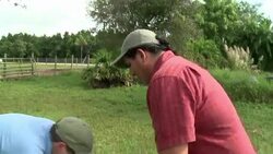 VOICED : Pitones birmanas invaden el sur de Florid News Clip