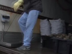 Fishermen load conch onto truck on Cape Cod Stock Footage
