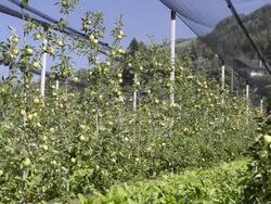 MS Shot of apple orchard under covered / Merano, Trentino, Tyrol, Italy Stock Footage