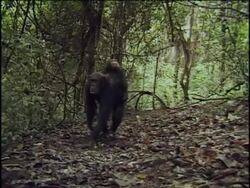 WS, MS, Chimpanzee (Pan troglodytes) with young on back walking through forest, Gombe Stream National Park, Tanzania Stock Footage