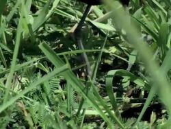 CU Northern Jacama standing on floating plants / Guanacaste, Costa Rica Stock Footage