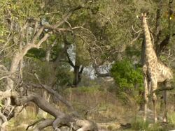 WS Giraffe standing and looking / Okavango Delta, North West District, Botswana Stock Footage