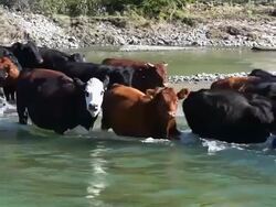 Cattle herd quickly crossing river Stock Footage