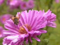Flower and fly Stock Footage