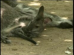 Baby kangaroos make first public appearance since birth at Rome Zoo News Clip