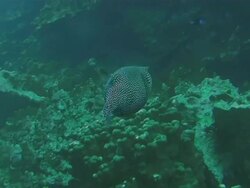 WS TS Shot of water animals and plants at Easter Island / Rapa Nui National Park, Easter Island, Chile  Stock Footage