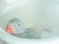 Baby Macaw Stock Footage