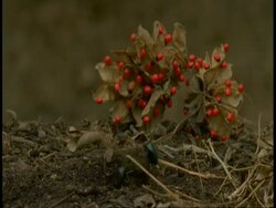 WA Dung Beetles moving dung ball, Bandhavgarh National Park, India Stock Footage