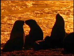 SEPIA slow motion SILHOUETTE 2 sea lions kissing / ocean + other sea lions in background Stock Footage