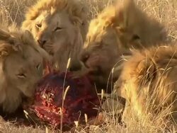 Lions feast on a carcass. Stock Footage