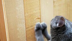 Cute Russian blue cat sharpening claws on plank Stock Footage
