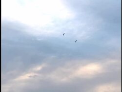 'Behind Enemy Lines' Premiere Stock Footage