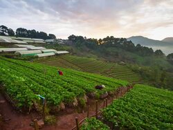 Morning at Farm Strawberries Stock Footage