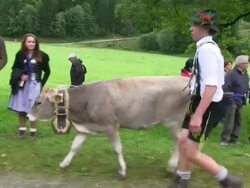 MS POV PAN Viehscheid at Schollang near Oberstdorf, ceremonial driving down of cattle from mountain pastures into valley in autumn at Allgau Alps / Oberstdorf, Bavaria, Germany Stock Footage