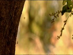 Gypsy moth (Lymantria dispar) Caterpillar descending on gossamer, Andalusia, Southern Spain Stock Footage