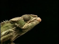 High Speed - CU Chameleon catches fires tongue, misses, catches fly on 2nd attempt, black background Stock Footage