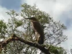 Fasciated Tiger-heron in branch scratching Stock Footage