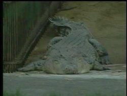 A veterinarian treating a sick crocodile in Taiwan lost his forearm in the animal's mouth. A frantic effort followed to retrieve the arm from the crocodile and get the vet to surgery. News Clip
