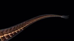A computer-generated anatomical model of a running Deinonychus features its tail and skeletal system. Stock Footage
