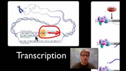 Transcription and Translation Instructional Video