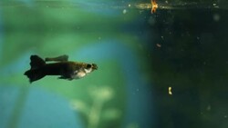 Small aquarium fish during feeding Stock Footage