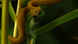 A yellow eyelash viper coils around a stem with a frog in its mouth. Stock Footage