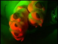 South Korean scientists have created four glow-in-the-dark beagles using cloning techniques that they say could help them develop cures for human diseases News Clip