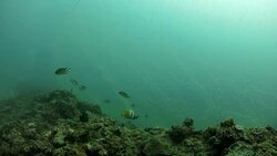 Ghost fishing net hurting marine environment Stock Footage